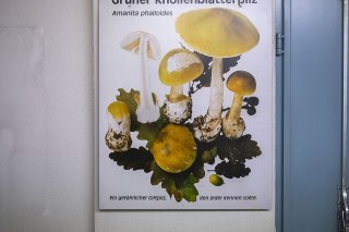 Selon la police, des Amanites phalloïdes sont à l'origine des décès (image d'illustration).